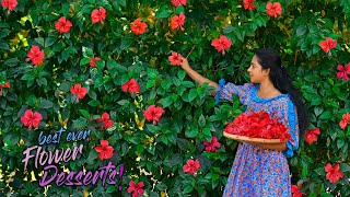 Hibiscus Flowers Not Only To Make Pink Tea Also To Make Purple Desserts Sweets Traditional Me