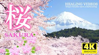 [Healing] Cherry blossoms in Japan / birds, murmuring river sounds, gentle healing background music.
