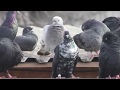 05.11.19. Командировка Голуби Сапсан. Business trip Pigeons Peregrine Falcon.