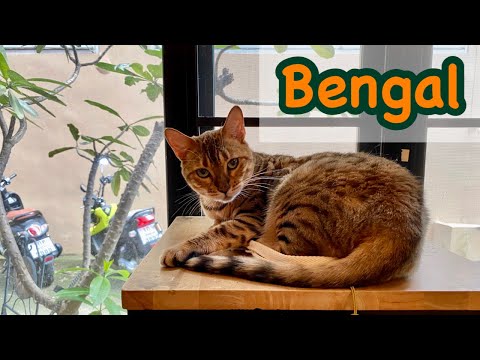 วีดีโอ: 3 สิ่งที่คุณควรทราบเกี่ยวกับแมวเบงกอล