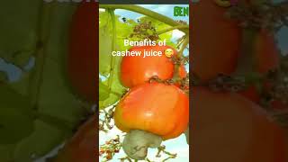 Cashew juice and there health benefits