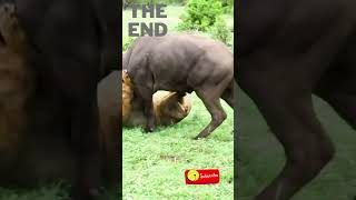 [ Lion Kills Buffalo ] - Meet Your Next Dinner   #short