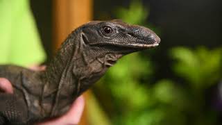 Meet The Animals Echo The Black Roughneck Monitor