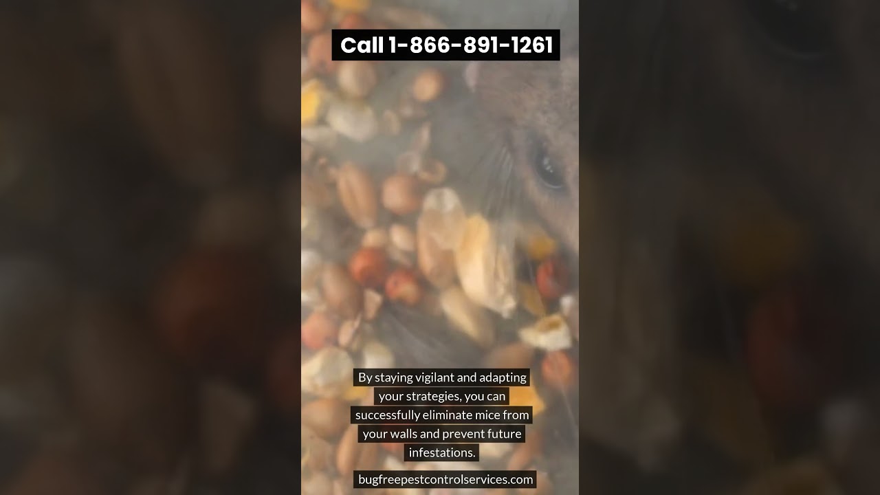 2024 Guide: Eliminate Mice in Your Walls - Effective Pest Control Tips