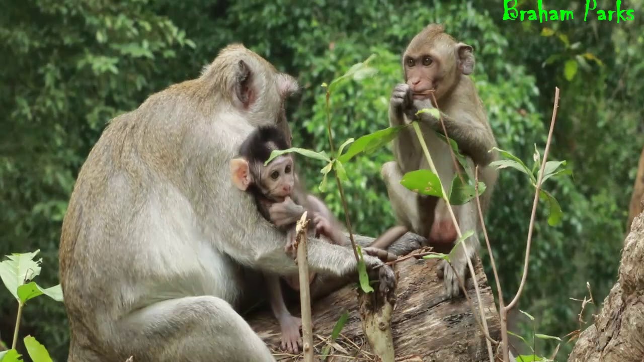 How To See Janna  Looked Envy  with Jody Baby Monkey,Baby Janna Get Milk From Mom Jane,Jody Adorable