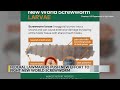 New Mexico federal leaders introduce new legislation to combat screwworm