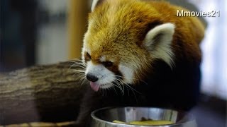 セイタがリンゴひと切れ残した！・・と思ったら~Red Panda 