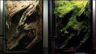 Making Tree Moss Terrarium, Observing 6 Months Later by 회색벌레 GreyWorm 75,749 views 1 year ago 9 minutes, 33 seconds
