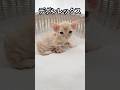 【デボンレックス】子猫 #goldenrex #emeraldspirit #デボンレックス #子猫 #デボンレックスブリーダー #devonrex #愛知 #ブリーダー #shorts #猫