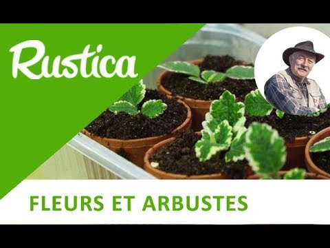 Vidéo: Arbuste Plectrantus