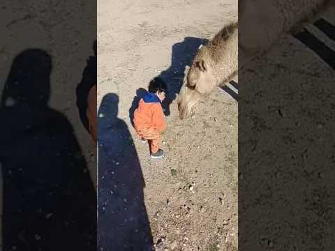 محمد الظفيري