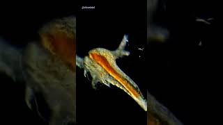 Baby Sea Monkeys Under Microscope