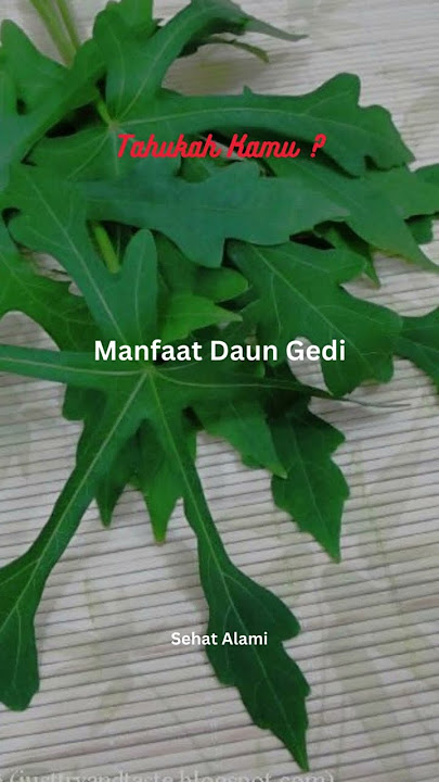 Do you know the benefits of Gedi leaves?