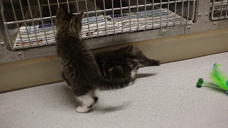Sedalia Animal Shelter Kittens