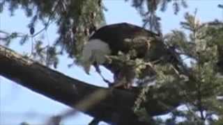 Player Profile Bald Eagle Eats Crow