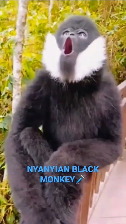 MONYET HITAM UNJUK SUARA #animals #nature #shorts