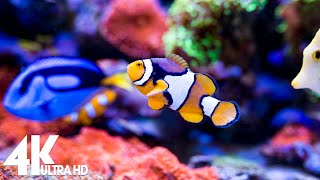 The Best 4K Aquarium 🐠 Beautiful Coral Reef Fish - Sleep Relax Meditation Music