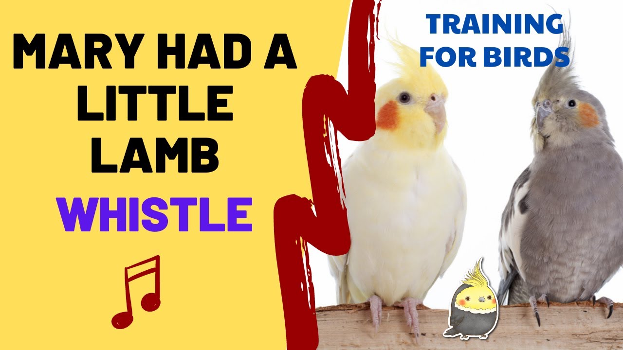 Mary Had a Little Lamb with WHISTLE for Cockatiels, Parrots YouTube