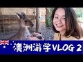 VLOG 08 | 游学澳大利亚 （下集）| School Trip to Australia (Part 2)