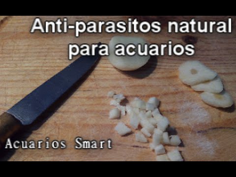 fotos de parásitos en peceras fotos de parásitos en peceras