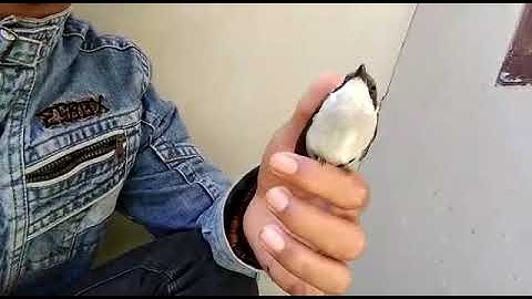 suara panggilan burung jingjing batu
