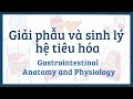 Giải phẫu và sinh lý hệ tiêu hóa