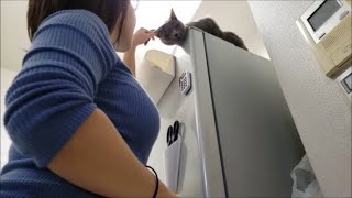 冷蔵庫の上にいる灰色猫にちょっかい出すママ