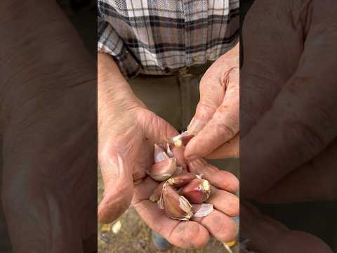 Home grown garlic