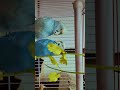 Best friend 😁  #blue #cute #love #budgies #chikuu #guguu #friends #skyblue #bestfriends #goodfriends