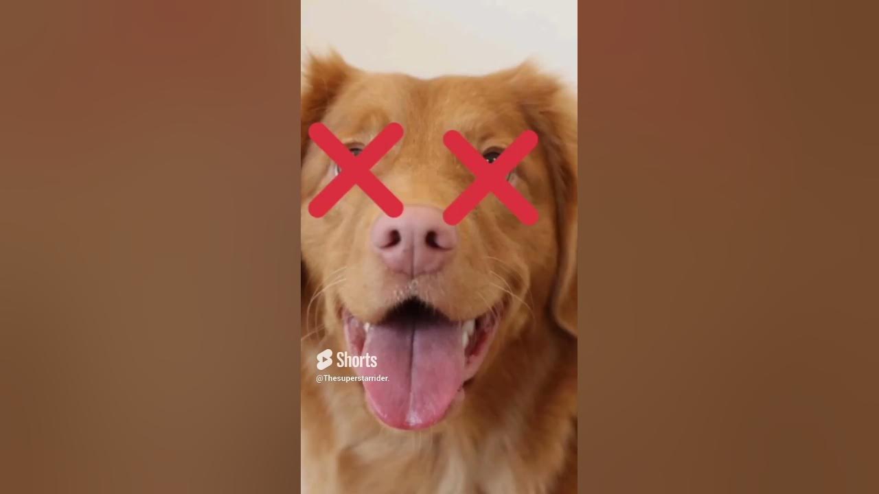 Reading delusional dog hater comments compilation 15. YouTube