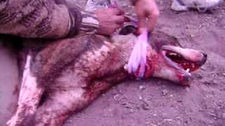 Caza de Jabali a perro y a cuchillo