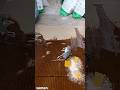 Клей против грызунов Клей против грызунов