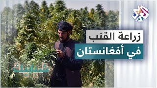 زراعة القنب في قندهار .. محصول مربح للمزارعين الأفغان