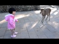 奈良の鹿 にキックされる