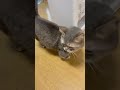 夜にキャットフードの袋をかじった犯人がいます…👮