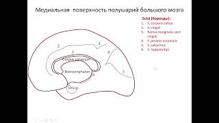 Медиальная поверхность полушария головного мозга. 2023 05 30 09 01 01