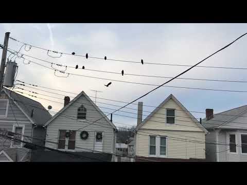 Sleepy Hollow Crows