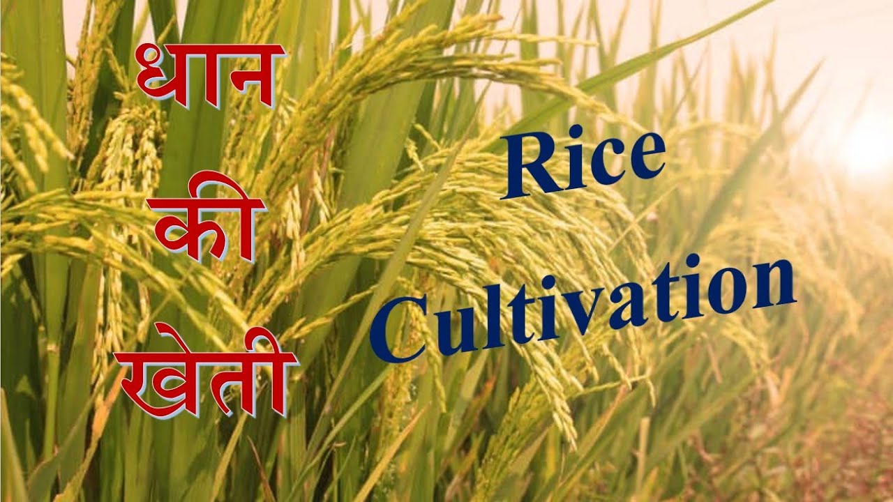 Paddy Cultivation/धान की खेती- TGT, PGT, RAEO, UPPSE, PG, JRF, SRF, NET, AAO, AO, FCI, Bnak AFO, NSC