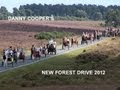 Danny Cooper's New Forest Horse and Pony Drive filmed by Malcolm Dent