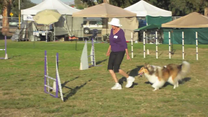 Collie Dog's First Agility Trial, Bonnie, Jumpers, Novice A, Preferred