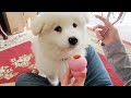 Cute Puppy Can&#39;t Get Enough of Peanut Butter *Cuteness Overload* | Toofythefloofy