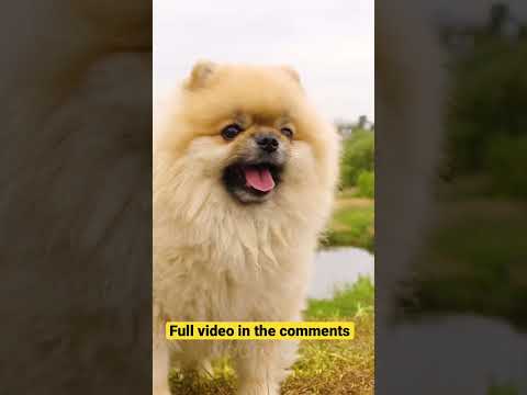 Oyna Dog House Megaways: Yeni Şans Oyunu Türkiye'de Nasıl Oynanır?