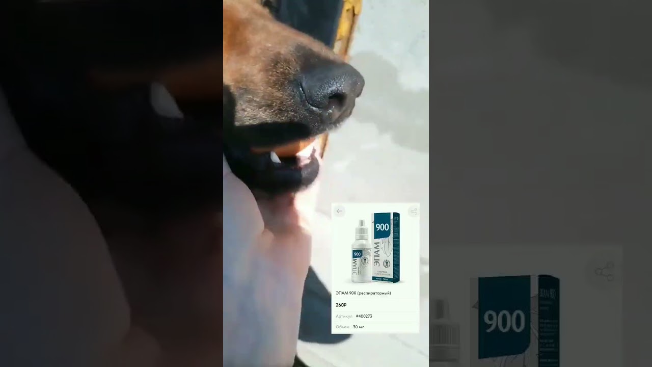 Глаз зажил у собаки за 2 дня🤔 #shortsclip #subscribe #youtubeusers #subscribers