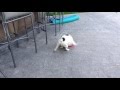 Frisbee diesel