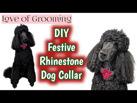 how-to-make-a-rhinestone-collar-for-dogs-|-dog-grooming-accessories