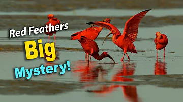 The Scarlet Ibis: Nature’s Fiery Masterpiece!