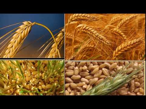 დაწყებითი განათლება