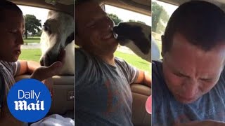 Llama spits in man's mouth... and his wife can't stop laughing - Daily Mail