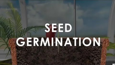 Seed Germination | Animation | Class 5 | Seeds And Seeds | EVS | NCERT | Learn With Logic