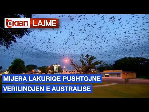 Video: Largues Bat: Frikësues Tejzanor. Cila është Më E Mira Në Frikësimin E Lakuriqëve? Komente